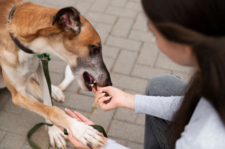 Dog on a leash being handled by its owner